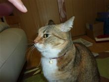 猫ヒゲ 猫ヒゲ