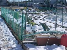 先週の雪の続き（家庭菜園）