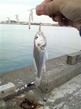 釣りで初物