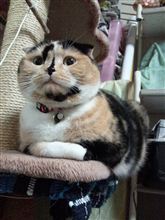 今季初 雪山♪