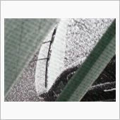 通り雪