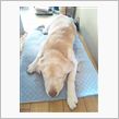 本日はmokiの誕生日でしたが、うちの愛犬が逝きました…