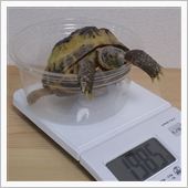 2013.2.4　かめ吉の身 ...