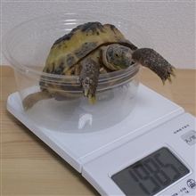 2013.2.4　かめ吉の身体測定