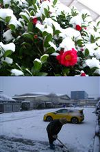 雪椿