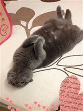 さぁさぁ、なでてください(・ω・)