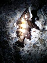 ああ、釣りとはなんと素晴らしき趣味でしょう・・・釣れれば ああ、釣りとはなんと素晴らしき趣味でしょう・・・釣れれば