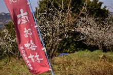南部梅林撮影ツアー