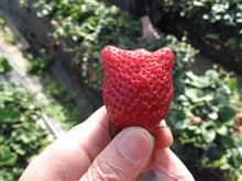☆いちご狩り２０１３☆