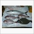 釣れた瀨