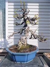 盆栽を外に出し、アケビの芽摘み