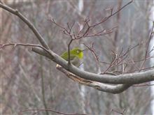 野鳥の世界～メジロ～