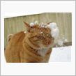 2月22日はねこの日です！