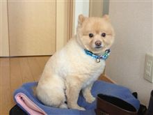ラッキーちゃん　床屋に行ってきましたが　2013/02/23　ポメラニアン