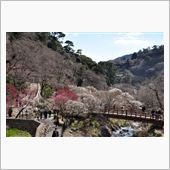 ＧＤ１　熱海梅園