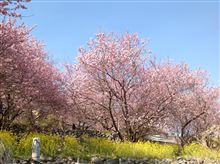 雪割桜