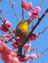 梅にめじろ♪