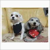 ラブとディオのトリミング