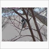 野鳥の世界～エナガ～