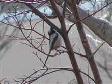 野鳥の世界～エナガ～