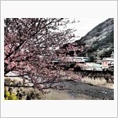 桜も咲いたか＾＾