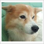 長寿犬　はち