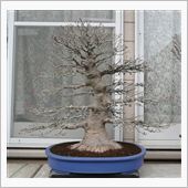 モミジの盆栽の植え替え マサ２１のブログ シビックek3 Vti に乗り続けてます みんカラ