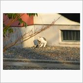 野良猫ホームズ