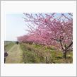 河津桜なう