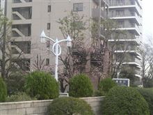 サクラです