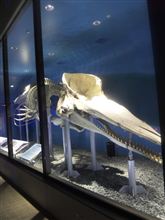クジラの眠る丘その２