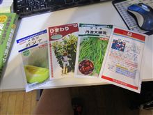メロン　育苗開始