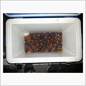 富山県産ホタルイカ注文ブログ