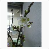 こっちも咲いてました