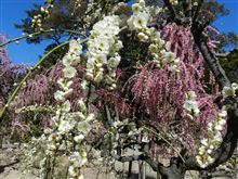 津・結城神社のしだれ梅