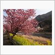 春一番♪　伊豆の河津桜は満開！！(＾▽＾)/