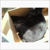 ネコは縁側で日向ぼっこ～