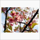 『熱海桜』満開情報♬