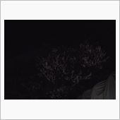夜梅　・・・o(▼_▼θ
