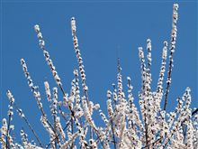 Spring has been approaching little by little!