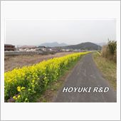 土手の菜の花眺めて散歩