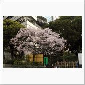 新宿御苑の桜がいつの間に！