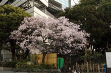 新宿御苑の桜がいつの間に！