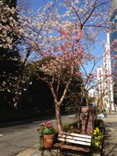 今日の『春』だけど、気候はすっかり初夏！ 