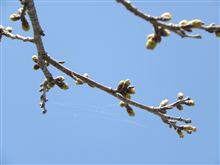 2013.3.19 印旛沼の桜はどんなんかな？