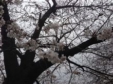 朝からお花見