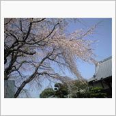 さくら、さくら（＾＾）