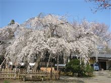 平塚 蓮大寺のしだれ桜が見頃でした