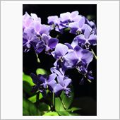 Blue orchid