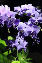 Blue orchid
